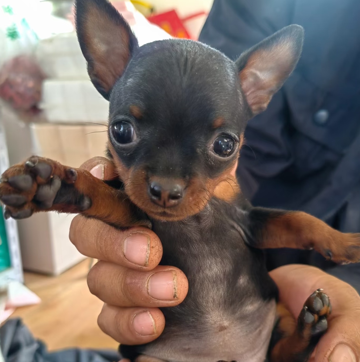 小鹿犬充满活力，活泼好动，性格温和，非常友好，体型小，毛发短容易打理